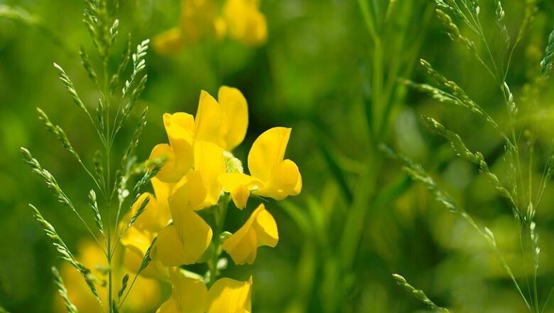 Biodiversità: misure più incisive contro il traffico illegale di specie selvatiche misure più incisive contro il traffico illegale di specie selvatiche