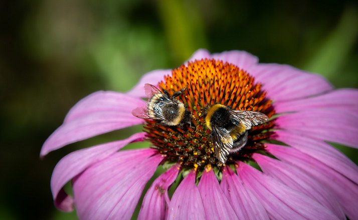 “Salviamo api e agricoltori!” – un milione di firme per l’iniziativa dei cittadini europei: un segnale ai colegislatori dell’UE di tenere alta l’ambizione ambientale