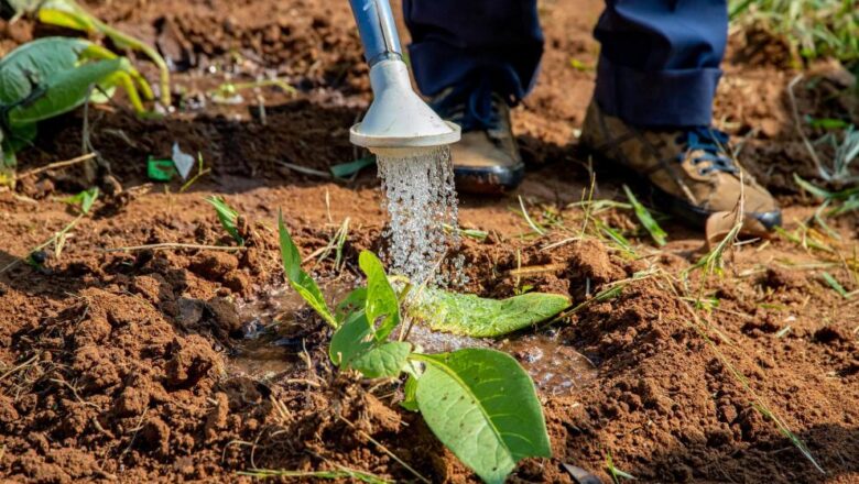 La Commissione approva un regime italiano da 1,7 miliardi di € a sostegno di impianti agrivoltaici