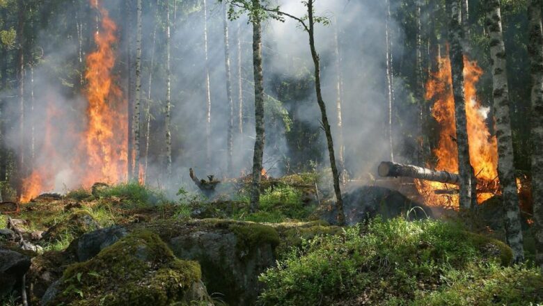 Nuova relazione della Commissione: stagione degli incendi boschivi del 2023 tra le peggiori dell’UE