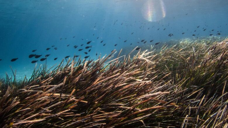 La Commissione propone una prima serie di possibilità di pesca per il 2025 nel Mar Mediterraneo e nel Mar Nero